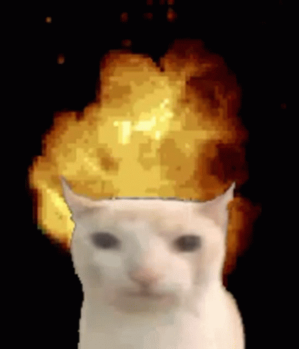 cat explosion